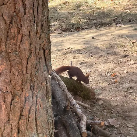 Domek alpejski Kormoranowy Zakątek - Nad Jeziorem Jasień *